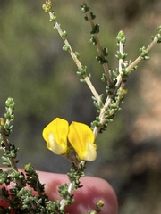 Aspalathus acuminata acuminata
