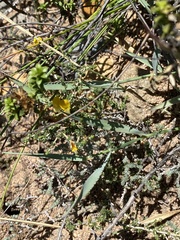 Aspalathus acuminata acuminata