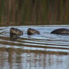 Lontra longicaudis