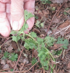 Modiola caroliniana