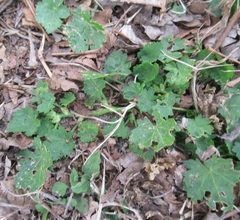Modiola caroliniana