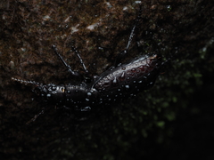Mecodema crenaticolle