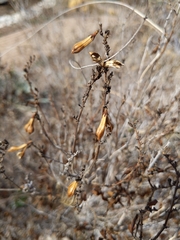 Anisacanthus quadrifidus