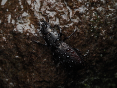 Mecodema crenaticolle