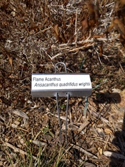 Anisacanthus quadrifidus