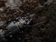 Mecodema crenaticolle