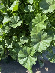 Malva parviflora