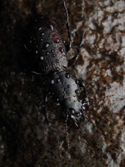 Mecodema crenaticolle