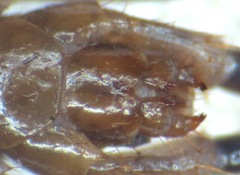 Lithobius pelidnus