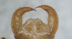 Lithobius pelidnus