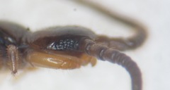 Lithobius pelidnus
