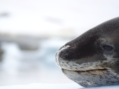 Hydrurga leptonyx