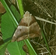 Achaea