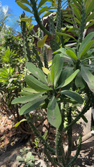 Euphorbia milii