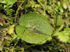 Corybas
