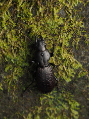 Mecodema crenaticolle