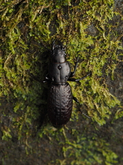Mecodema crenaticolle