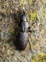 Mecodema crenaticolle