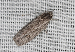 Phloeograptis obliquata