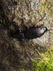 Mecodema crenaticolle