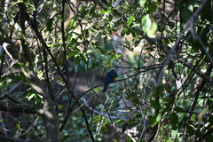 Trogon citreolus