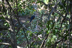 Trogon citreolus