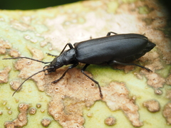 Oedemeridae