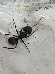 Camponotus