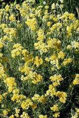 Helichrysum stoechas