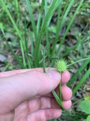 Carex squarrosa