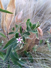 Oxypetalum solanoides