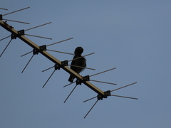 Sturnus unicolor