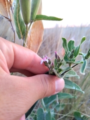 Oxypetalum solanoides