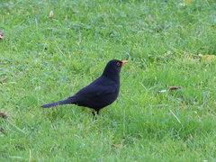 Turdus merula