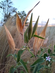 Oxypetalum solanoides
