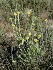 Helichrysum stoechas
