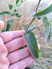 Oxypetalum solanoides