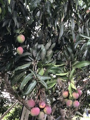 Mangifera