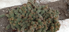 Trichocereeae