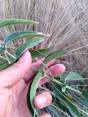 Oxypetalum solanoides