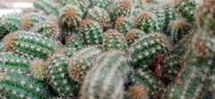 Trichocereeae