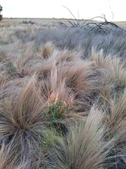 Oxypetalum solanoides