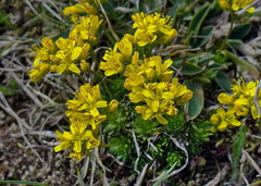 Draba aizoides
