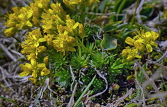 Draba aizoides