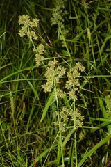 Fuirena umbellata