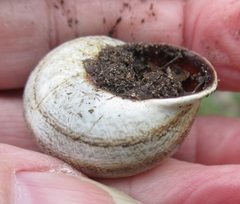 Otala lactea