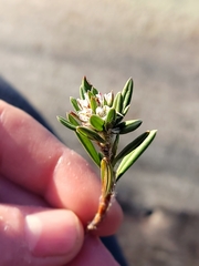 Polygonum paronychia