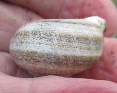 Otala lactea