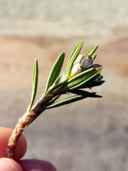 Polygonum paronychia