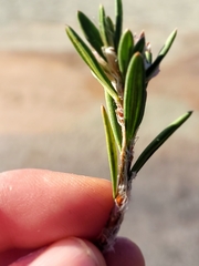 Polygonum paronychia